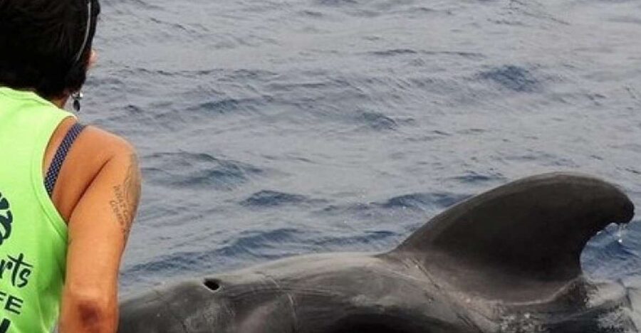 Los Cristianos Respectful No-Chase Whale and Dolphin Safari - Practical advice for families and access needs