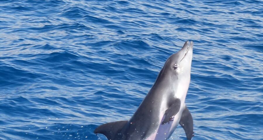 Los Cristianos Respectful No-Chase Whale and Dolphin Safari - The Bahriyeli and the question of comfort
