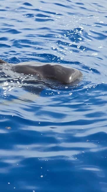 Los Cristianos: Viking Cruise Whales & Dolphins Watching - Key points before you book