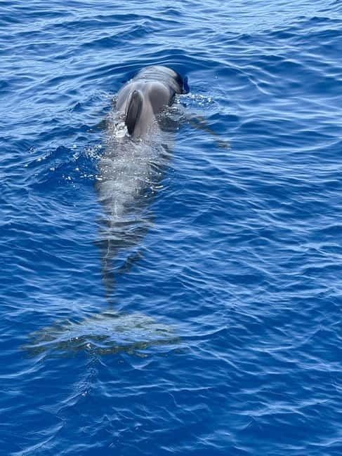 Los Cristianos: Viking Cruise Whales & Dolphins Watching - Setting sail from Los Cristianos Harbour