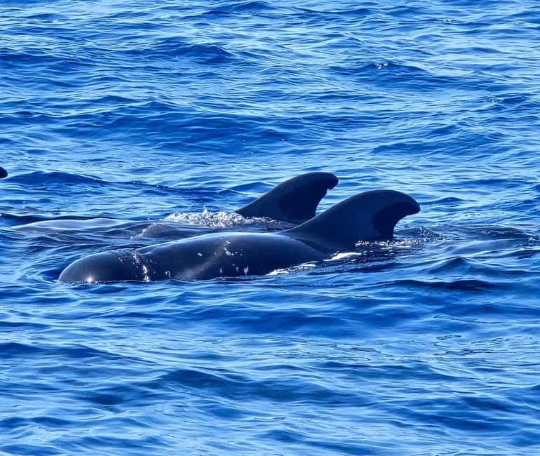 Los Cristianos: Viking Cruise Whales & Dolphins Watching - Comfort, shade, food, and seasickness