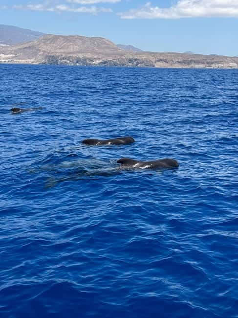 Los Cristianos: Viking Cruise Whales & Dolphins Watching - Who should choose Ragnarok?