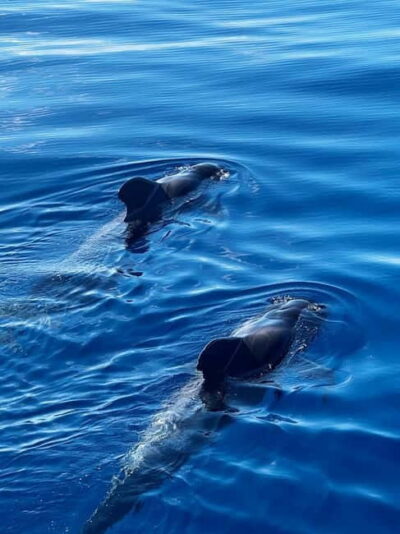 Los Cristianos: Whale Watching Cruise w/Swim Stop & Drinks