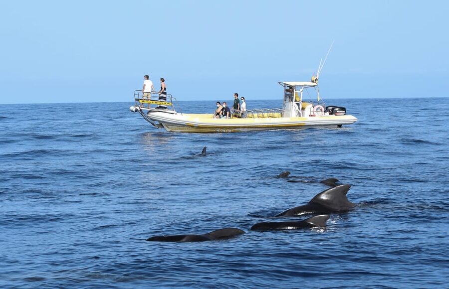 Los Gigantes: Dolphin and Whale Watching Cruise by Speedboat - Leaving Los Gigantes on a 12-seat speedboat