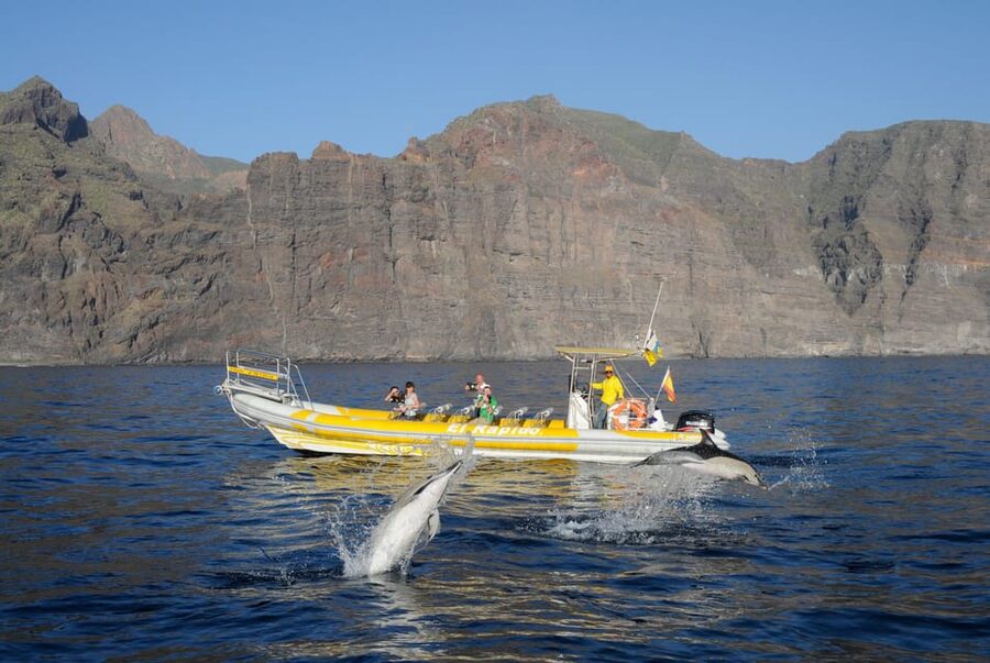 Los Gigantes: Dolphin and Whale Watching Cruise by Speedboat - Searching for whales and dolphins in the Teno-Rasca sanctuary