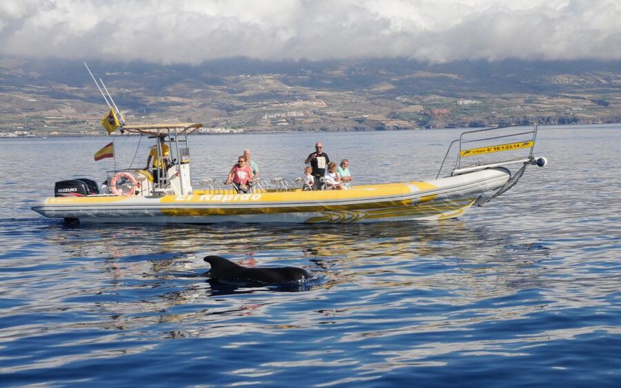 Los Gigantes: Dolphin and Whale Watching Cruise by Speedboat - Under the 600-meter walls of Los Gigantes