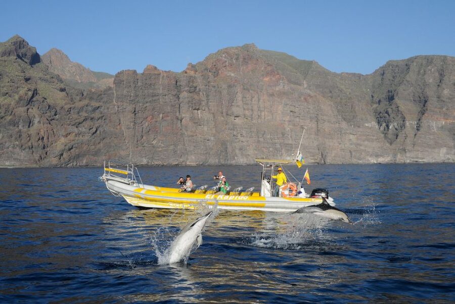 Los Gigantes: Dolphin and Whale Watching Cruise by Speedboat - A swim at Masca Bay or another quiet cove