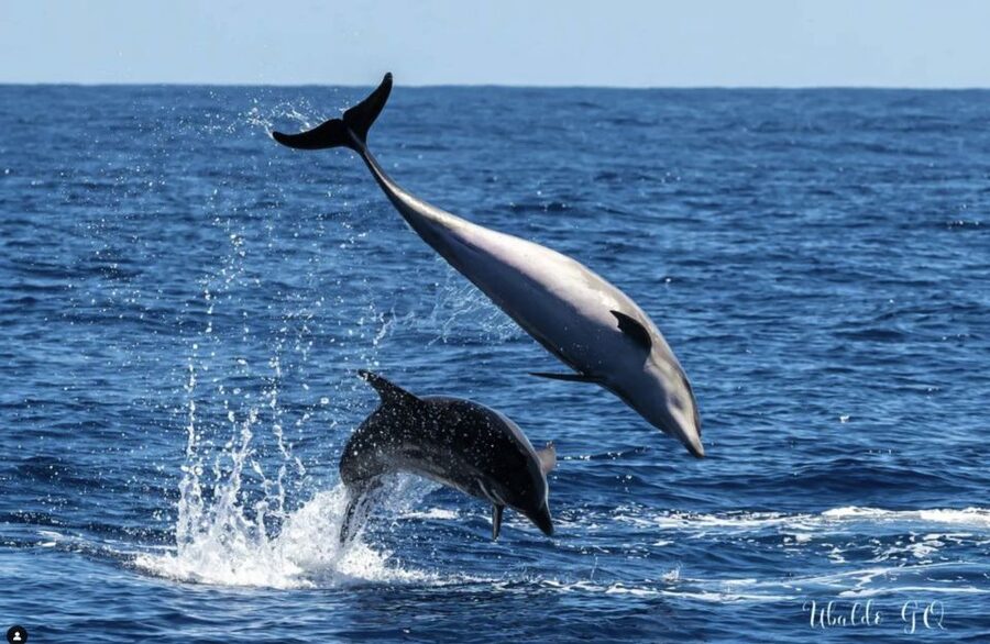 Los Gigantes: Dolphin and Whale Watching Cruise by Speedboat - Who will enjoy this Los Gigantes outing?