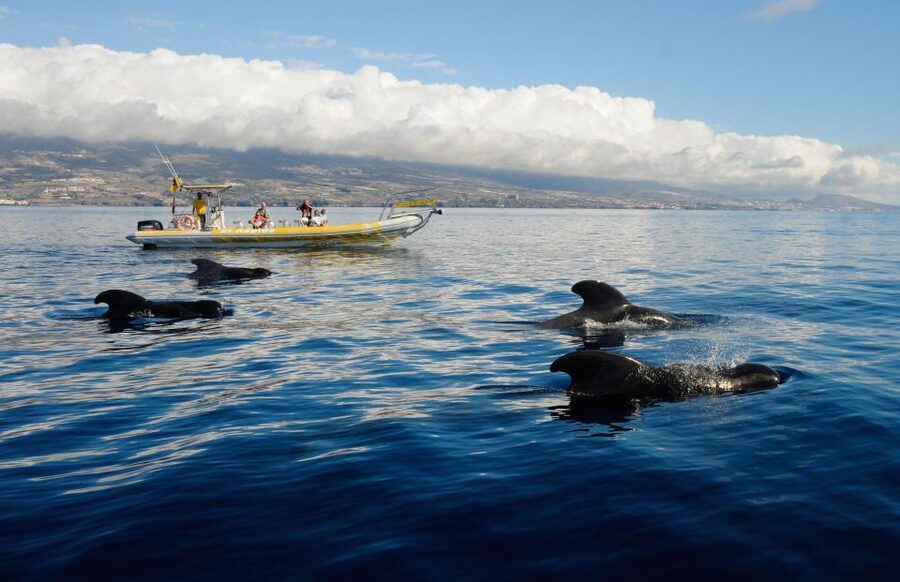 Los Gigantes: Dolphin and Whale Watching Cruise by Speedboat - What the open-water ride feels like