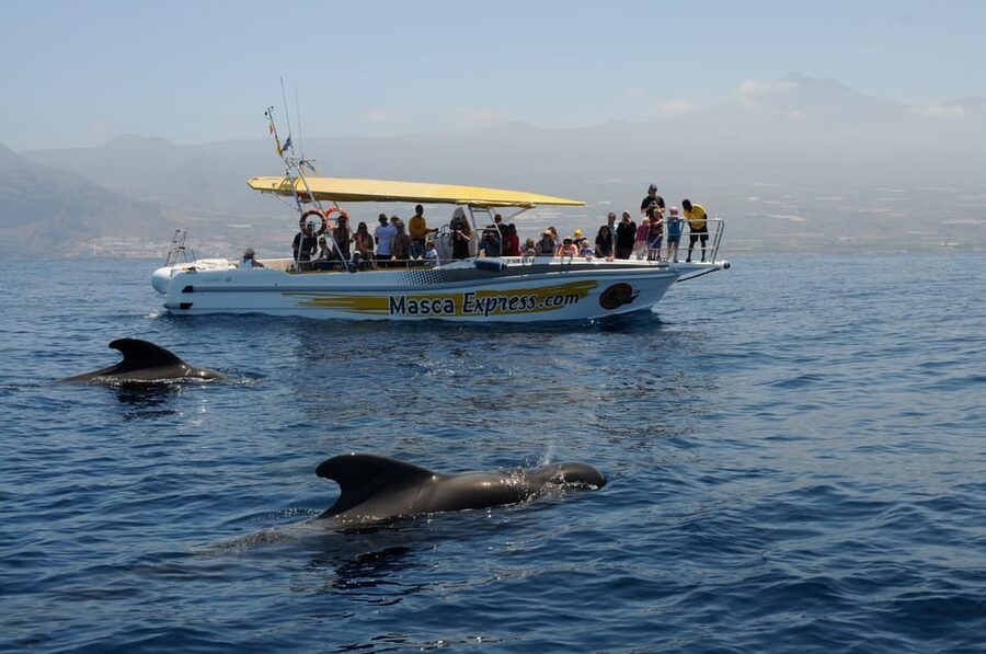 Los Gigantes: Dolphin & Whale Watching Cruise with Swim Stop - Key points before you book