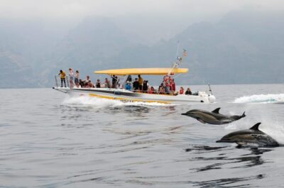 Costa Adeje: Whale & Dolphin Eco-Cruise with Snacks & Drinks