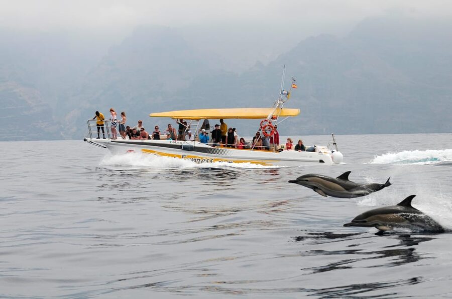 Los Gigantes: Dolphin & Whale Watching Cruise with Swim Stop - Searching the Teno-Rasca Whale Sanctuary