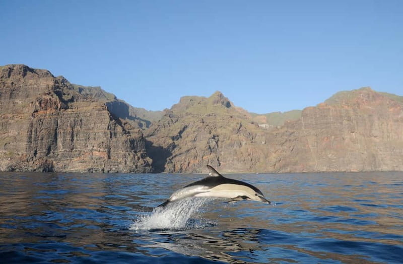 Los Gigantes: Dolphin & Whale Watching Tour on a Pirate Boat - Sailing beneath the cliffs of Masca and Los Gigantes