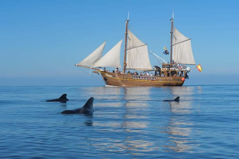 Los Gigantes: Dolphin & Whale Watching Tour on a Pirate Boat - Searching for dolphins and pilot whales
