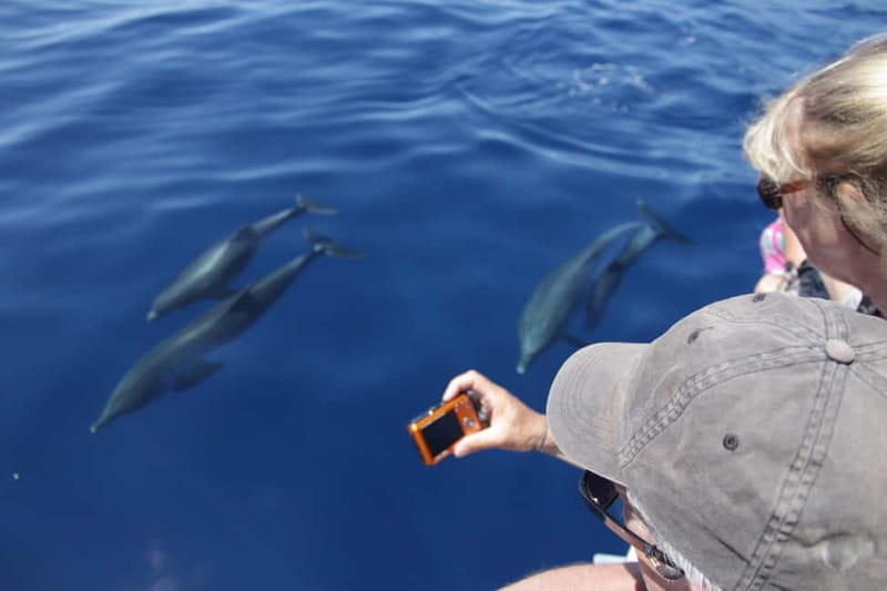 Los Gigantes: Whale or Dolphin Watching Tour and Swim in Masca - Masca Bay and the 15-minute swim