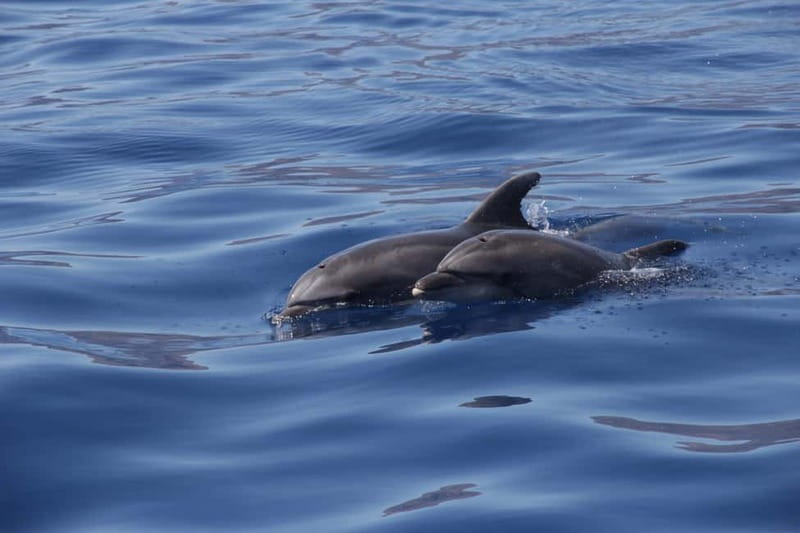 Los Gigantes: Whale or Dolphin Watching Tour and Swim in Masca - Who will enjoy this boat trip most