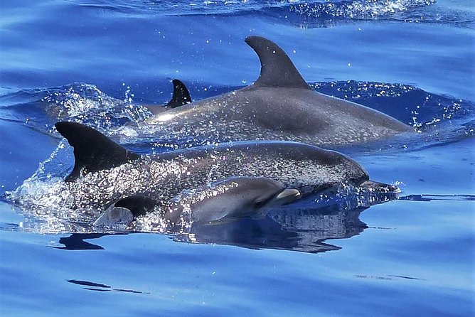 Los Gigantes Whale Watching Charter by Sail Boat - Quick points about this Los Gigantes sailing trip