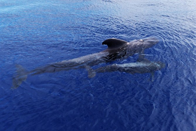 Los Gigantes Whale Watching Charter by Sail Boat - Lunch, fruit, and drinks aboard