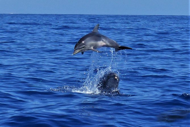 Los Gigantes Whale Watching Charter by Sail Boat - Who will enjoy this boat trip most?