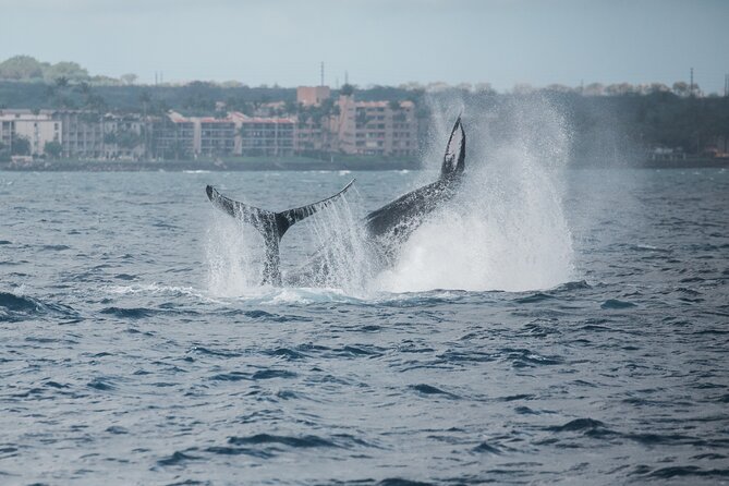 Luxury Catamaran Whale Watch - Setting out from Maalaea Harbor