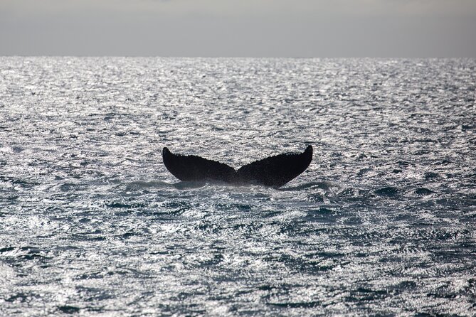 Luxury Catamaran Whale Watch - Listening beneath the surface with the hydrophone