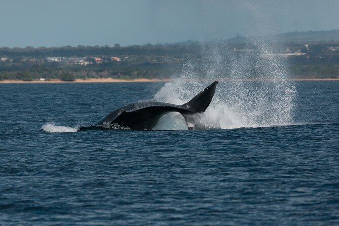 Luxury Catamaran Whale Watch - Timing, season, and cancellation rules