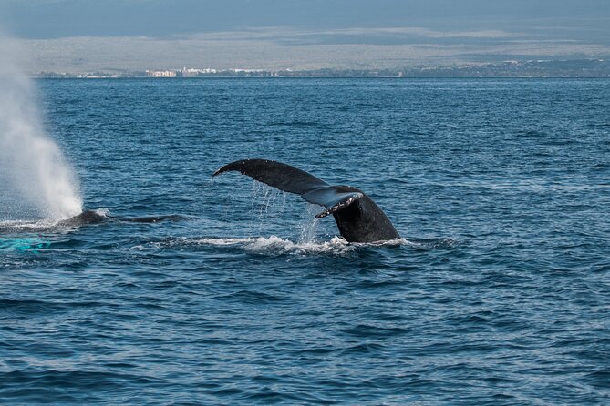 Luxury Catamaran Whale Watch - Who will enjoy this Maui whale watch most?