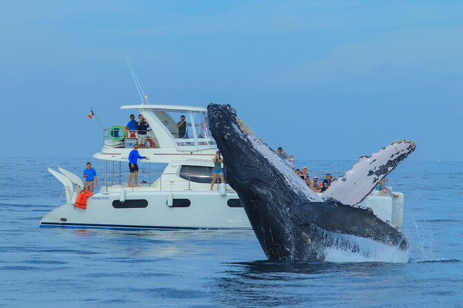 Luxury Catamaran Whale Watching Cabo San Lucas - The Arch, sea lions, and Cabo’s famous beaches