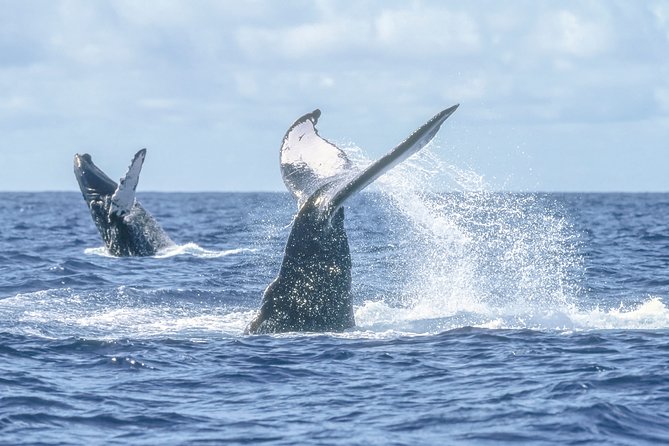 Luxury Catamaran Whale Watching Cabo San Lucas - Two hours searching the Sea of Cortez