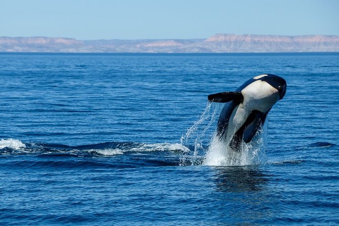Luxury Catamaran Whale Watching Cabo San Lucas - Hearing whales through the hydrophone