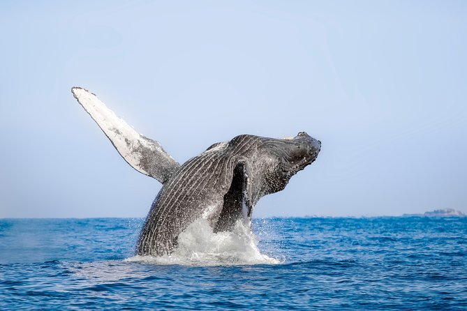 Luxury Catamaran Whale Watching Cabo San Lucas - Food, drinks, and the right kind of luxury