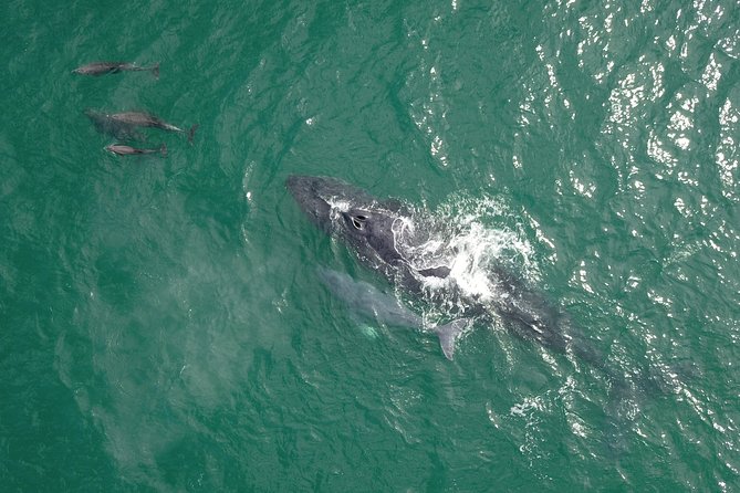 Luxury Catamaran Whale Watching Cabo San Lucas - Seating, movement, and safety concerns