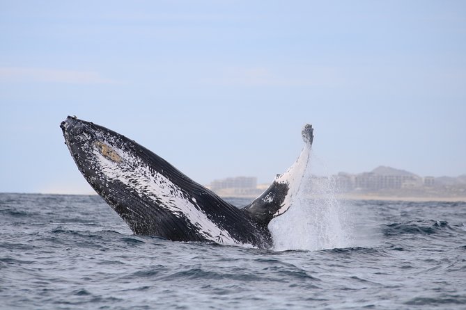 Luxury Catamaran Whale Watching Cabo San Lucas - Is $129 a fair price?