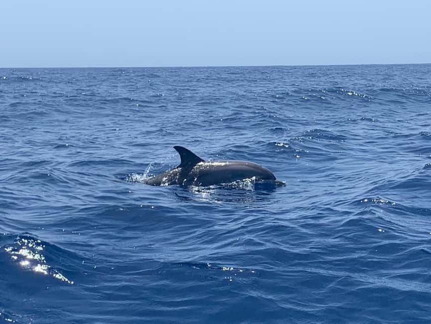 Luxury EcoMarine Safari – Whale & Dolphin Watching Adventure - Setting Out From Marina del Sur in Las Galletas