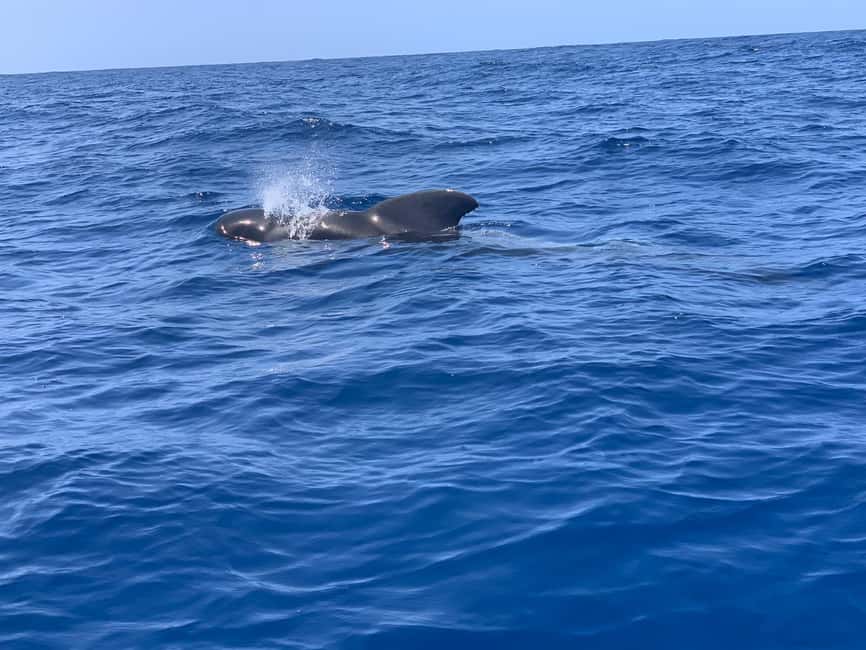 Luxury EcoMarine Safari – Whale & Dolphin Watching Adventure - One Hour Searching for Dolphins and Whales