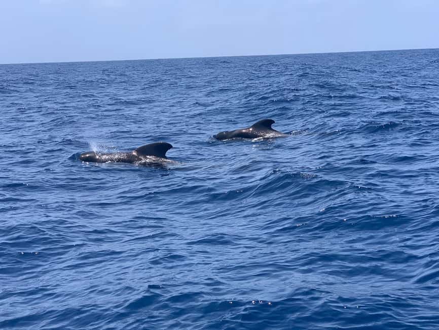 Luxury EcoMarine Safari – Whale & Dolphin Watching Adventure - The Guide’s Role Is More Than Pointing at Fins