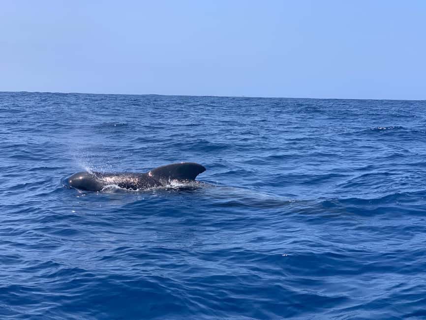 Luxury EcoMarine Safari – Whale & Dolphin Watching Adventure - Punta Rasca Lighthouse and the First Open-Sea Views