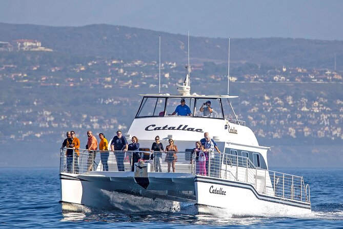 Luxury Whale Watching: Fewer People, Extra Speed, Expert Staff - Key points before you book