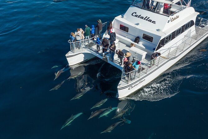 Luxury Whale Watching: Fewer People, Extra Speed, Expert Staff - What the 50-foot catamaran feels like