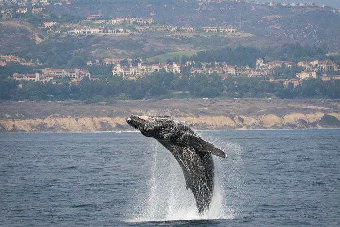Luxury Whale Watching: Fewer People, Extra Speed, Expert Staff - Is $69 a fair price?