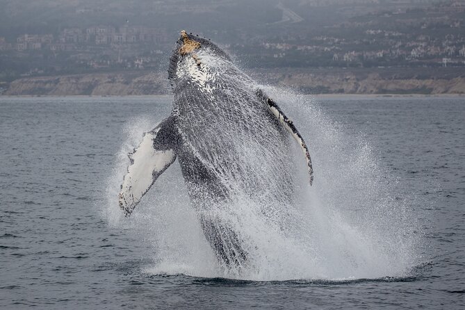 Luxury Whale Watching: Fewer People, Extra Speed, Expert Staff - Timing, weather, and the best expectations
