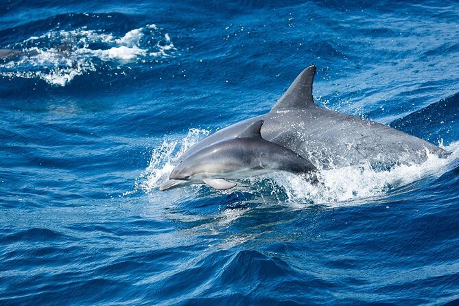 Luxury Whale Watching: Fewer People, Extra Speed, Expert Staff - The real prize: whales, dolphins, and sea lions