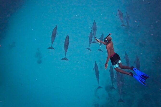 Lydia Boat Mauritius :Private boat tour:Whales&Dolphins encounter - Benitier Island and the seafood feast