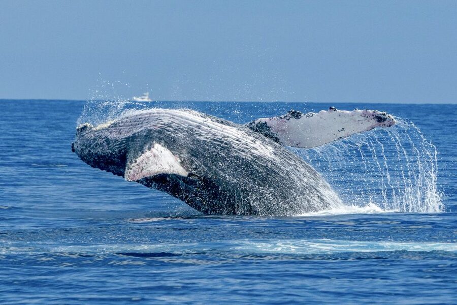 Ma'alaea Harbor: Whale Watching Tour Aboard Power Catamaran - Cruising Maalaea Bay for the first sightings