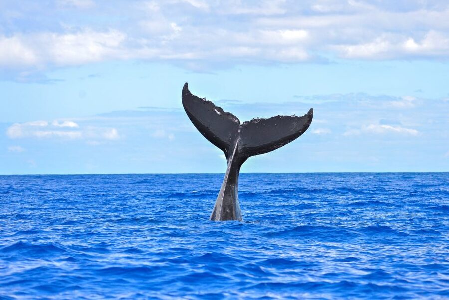 Ma'alaea Harbor: Whale Watching Tour Aboard Power Catamaran - Hearing humpback songs underwater
