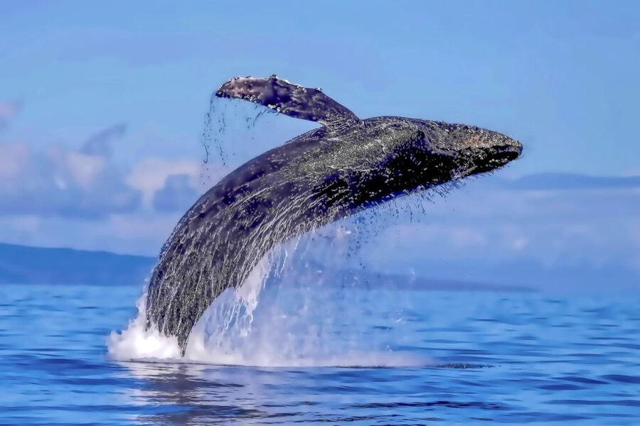 Ma'alaea Harbor: Whale Watching Tour Aboard Power Catamaran - Seating, drinks, and comfort on the two-hour ride