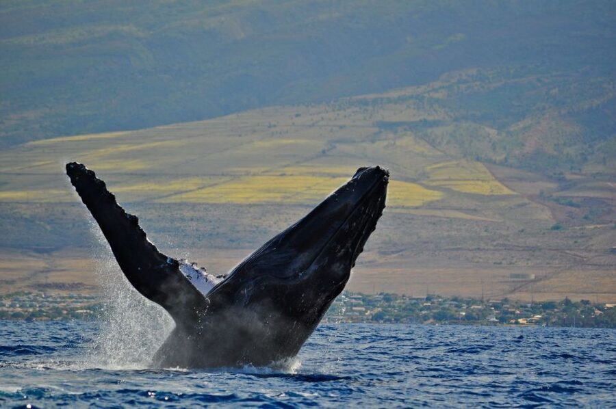 Ma'alaea Harbor: Whale Watching Tour Aboard Power Catamaran - Is $49 a good value?