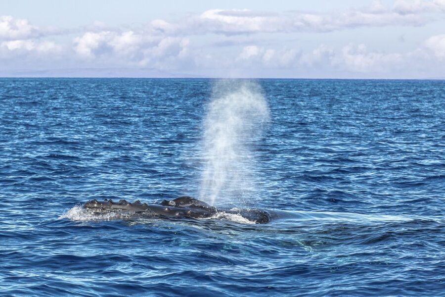 Ma'alaea Harbor: Whale Watching Tour Aboard Power Catamaran - Who will enjoy this catamaran cruise?
