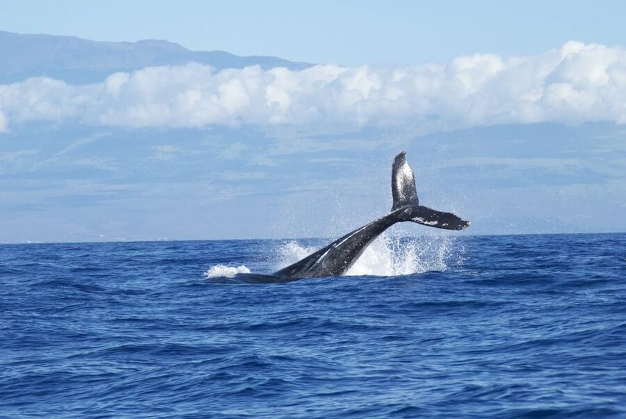 Maalaea: Small Group 2-Hour Whale Watch Experience - Key details to know before you book