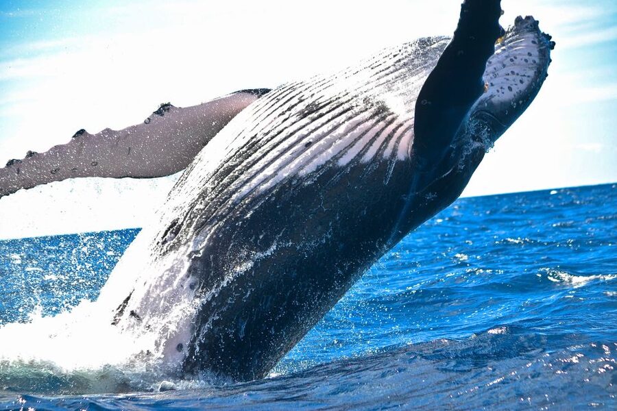 Maalaea: Small Group 2-Hour Whale Watch Experience - Bow views, shade, and room to move
